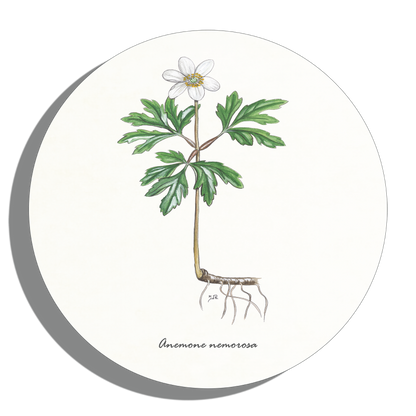 Muurcirkel "Bosanemoon"