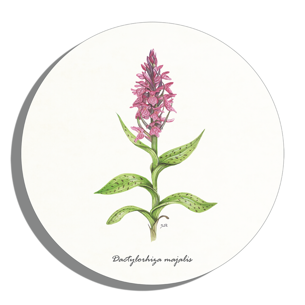 Muurcirkel "Brede orchis"