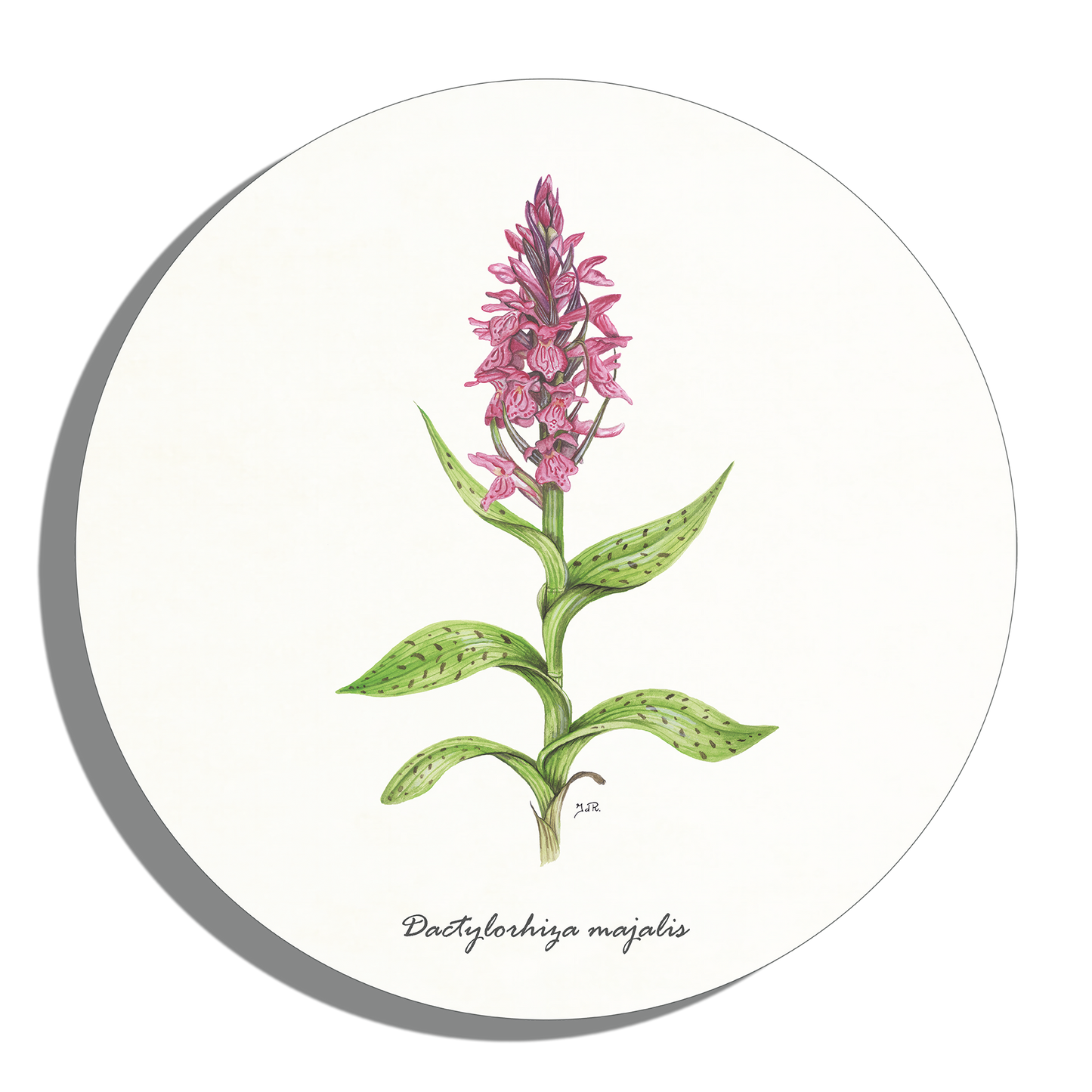 Muurcirkel "Brede orchis"