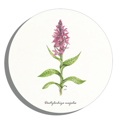Muurcirkel "Brede orchis"