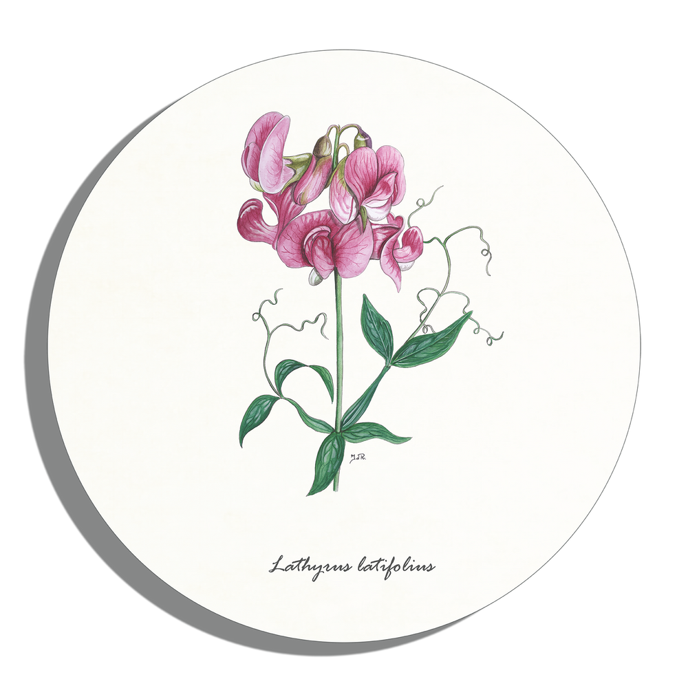 Muurcirkel "Brede lathyrus"