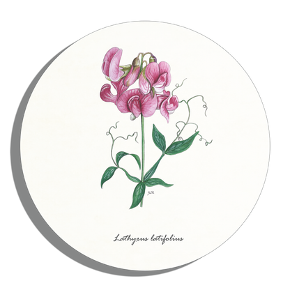 Muurcirkel "Brede lathyrus"