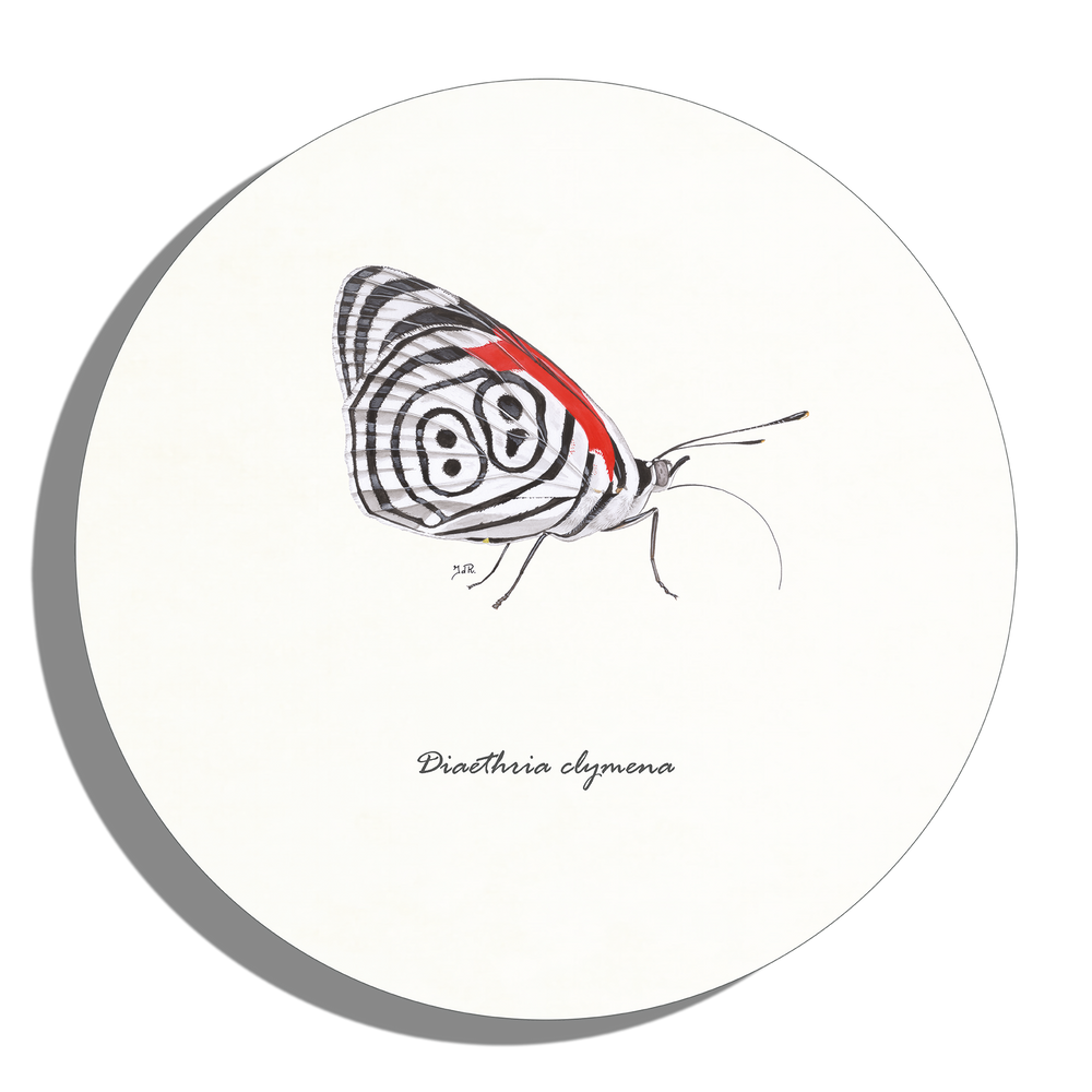 Muurcirkel "Eighty-eight butterfly"