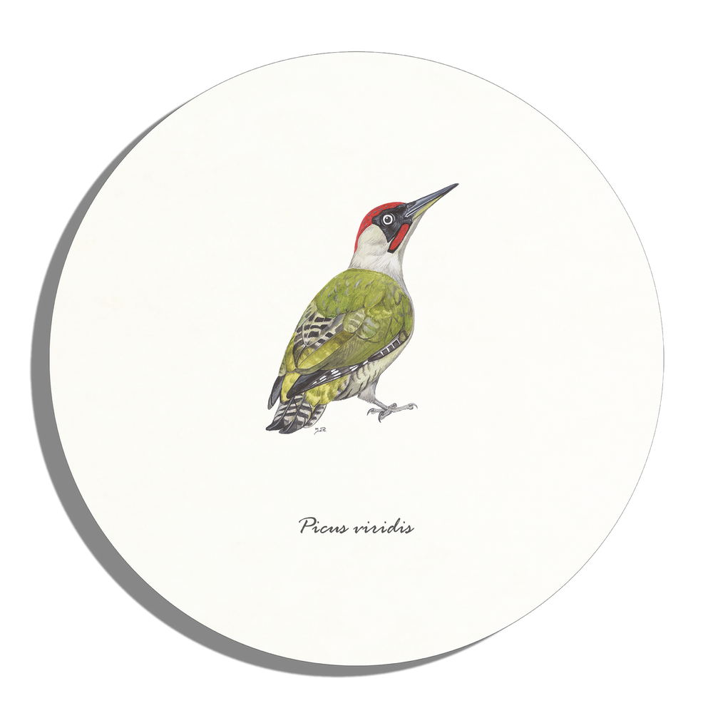 Muurcirkel "Groene specht"