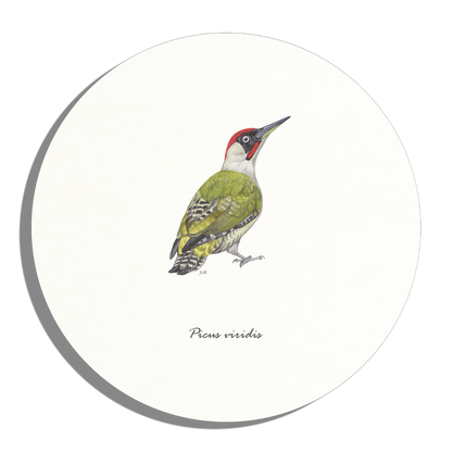 Muurcirkel "Groene specht"