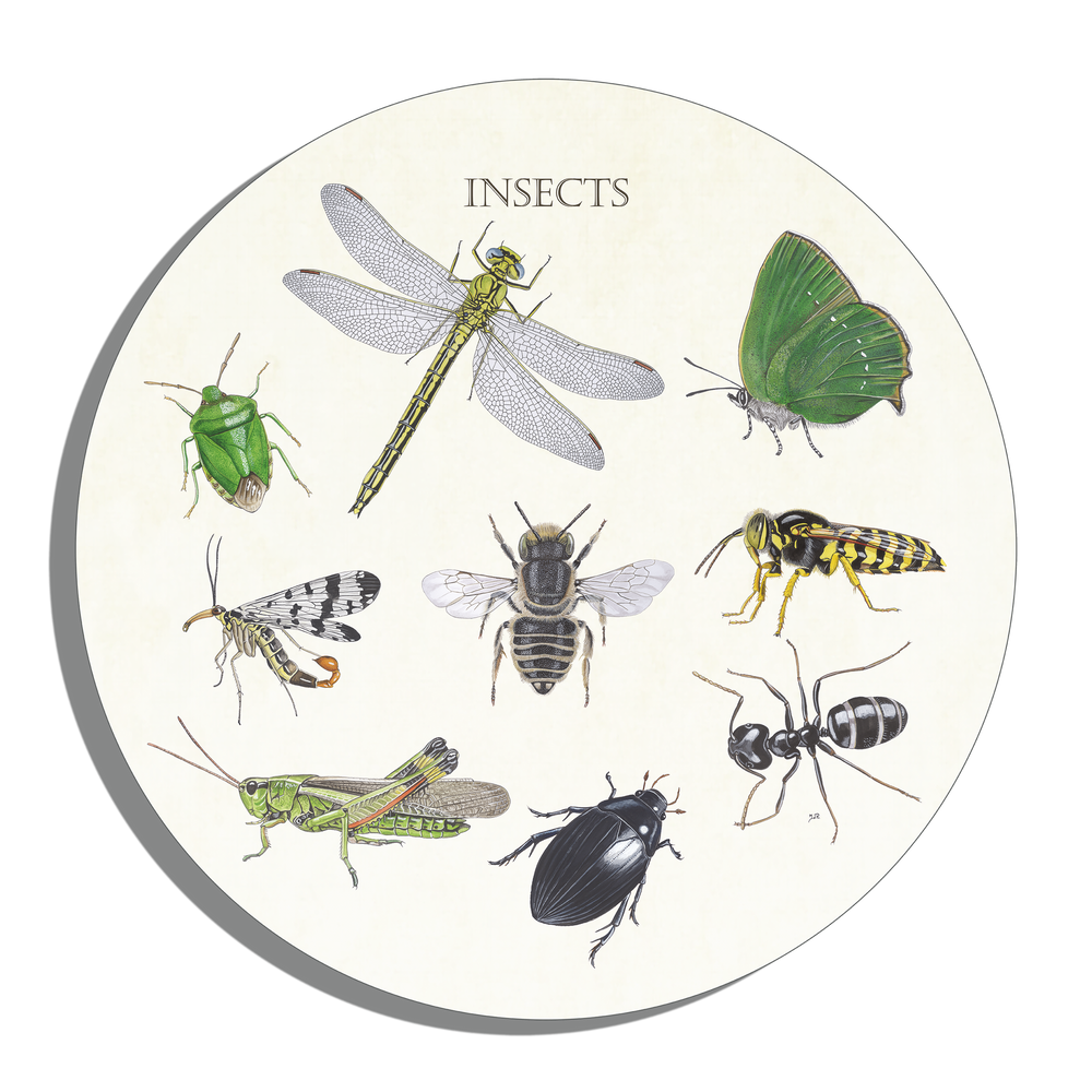 Muurcirkel "Insects"