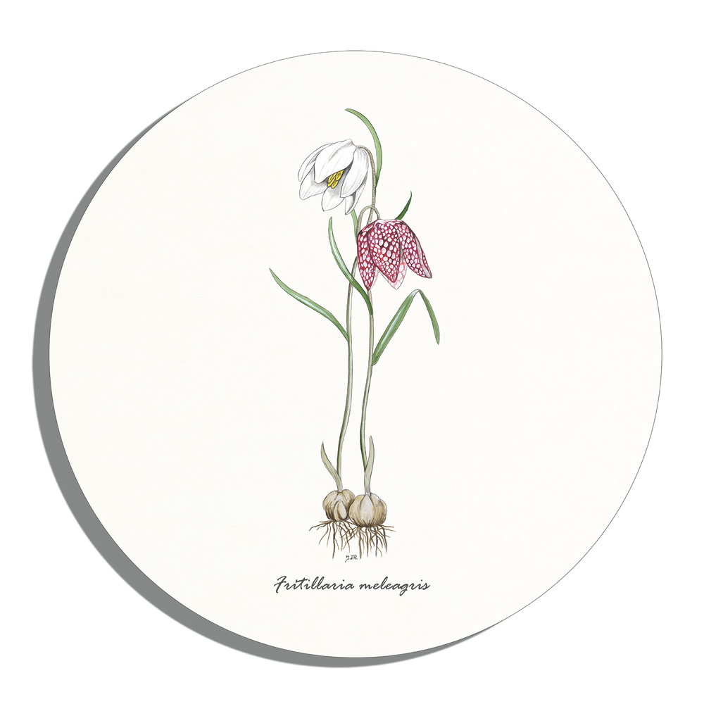 Muurcirkel "Kievitsbloem"