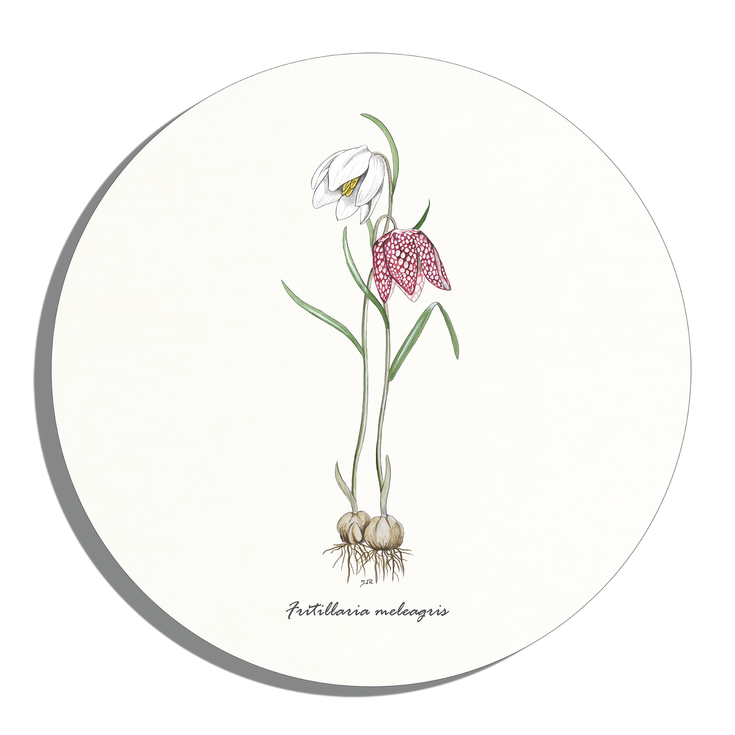 Muurcirkel "Kievitsbloem"