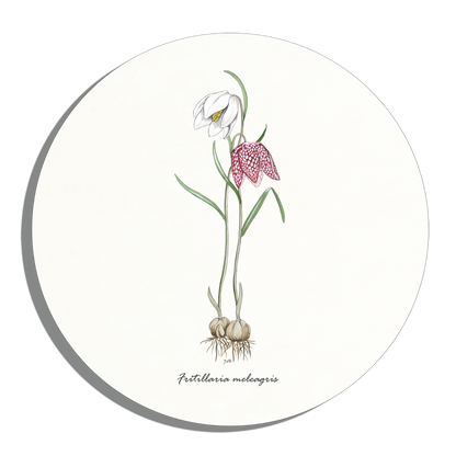 Muurcirkel "Kievitsbloem"