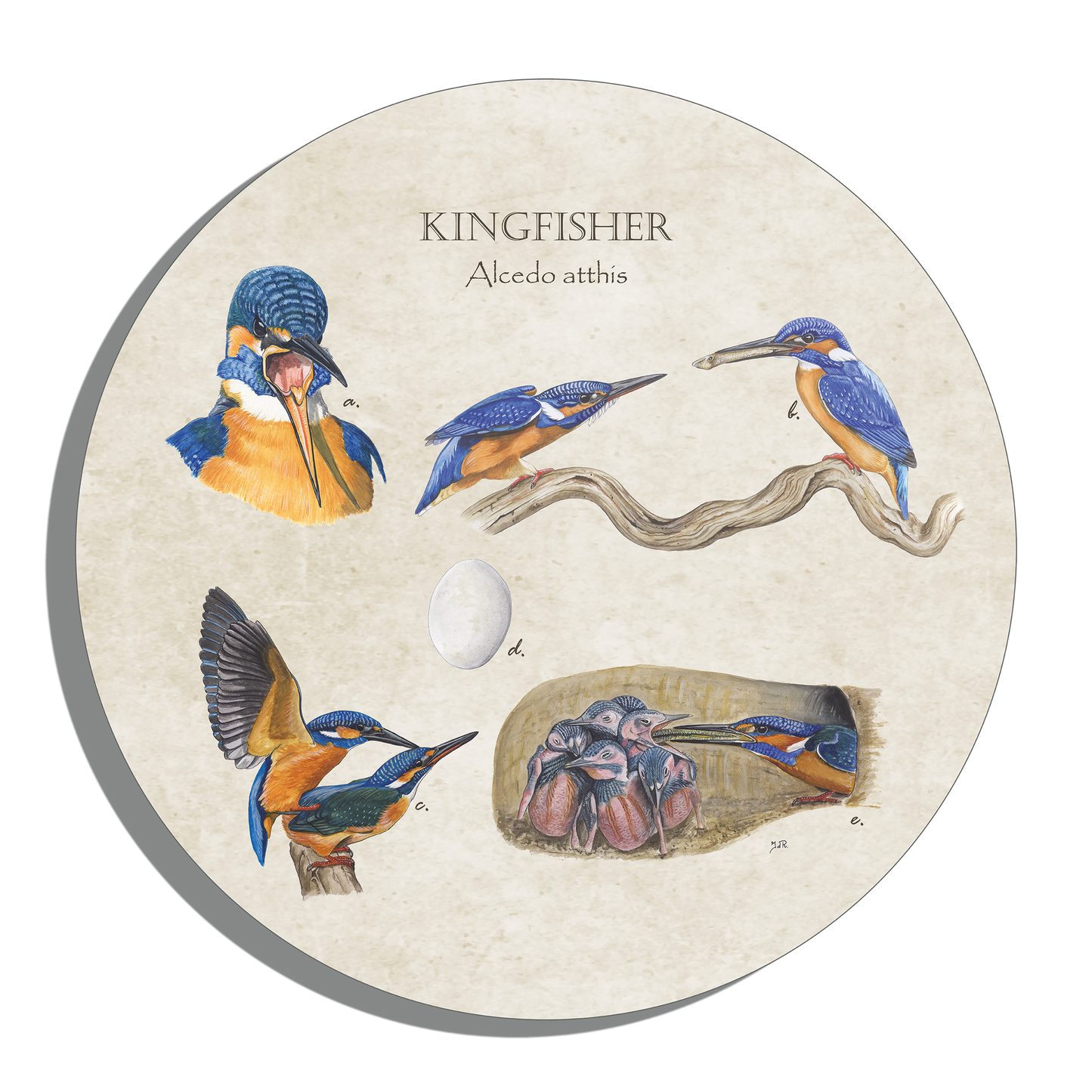 Muurcirkel "Kingfisher"