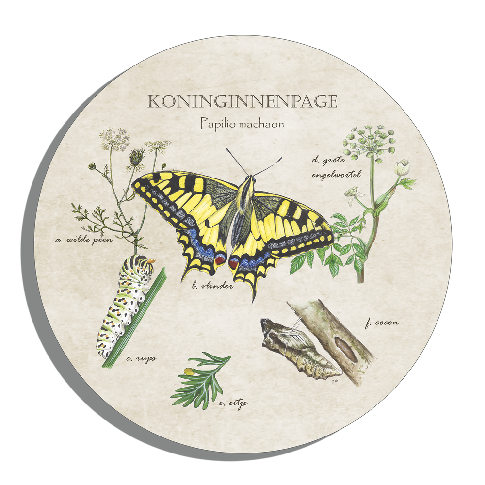 Muurcirkel "Koninginnenpage, het leven van"
