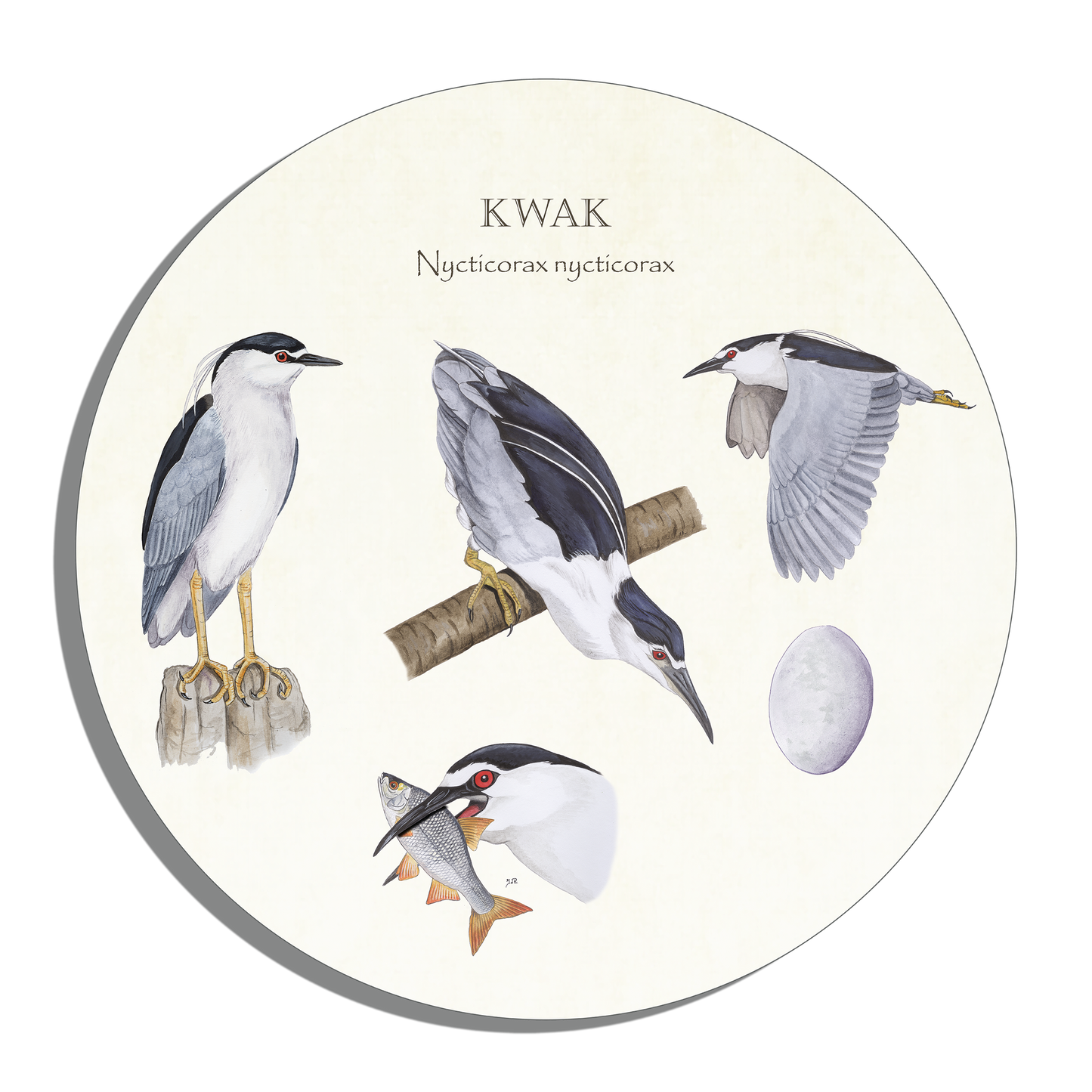 Muurcirkel "Kwak, het leven van"