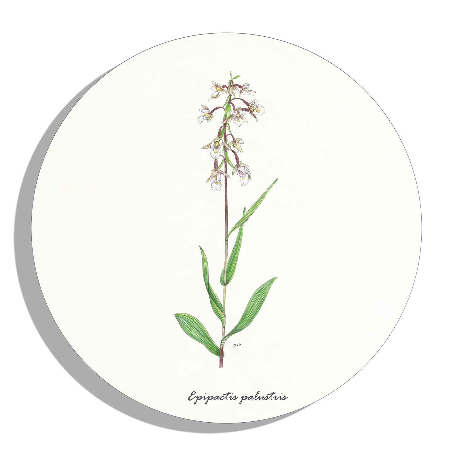 Muurcirkel "Moeraswespenorchis"