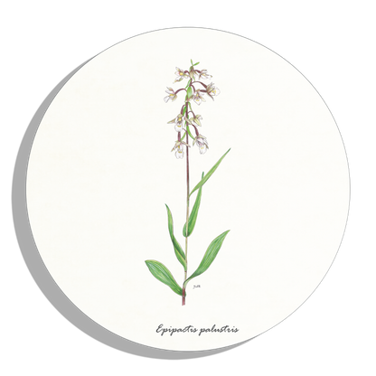 Muurcirkel "Moeraswespenorchis"