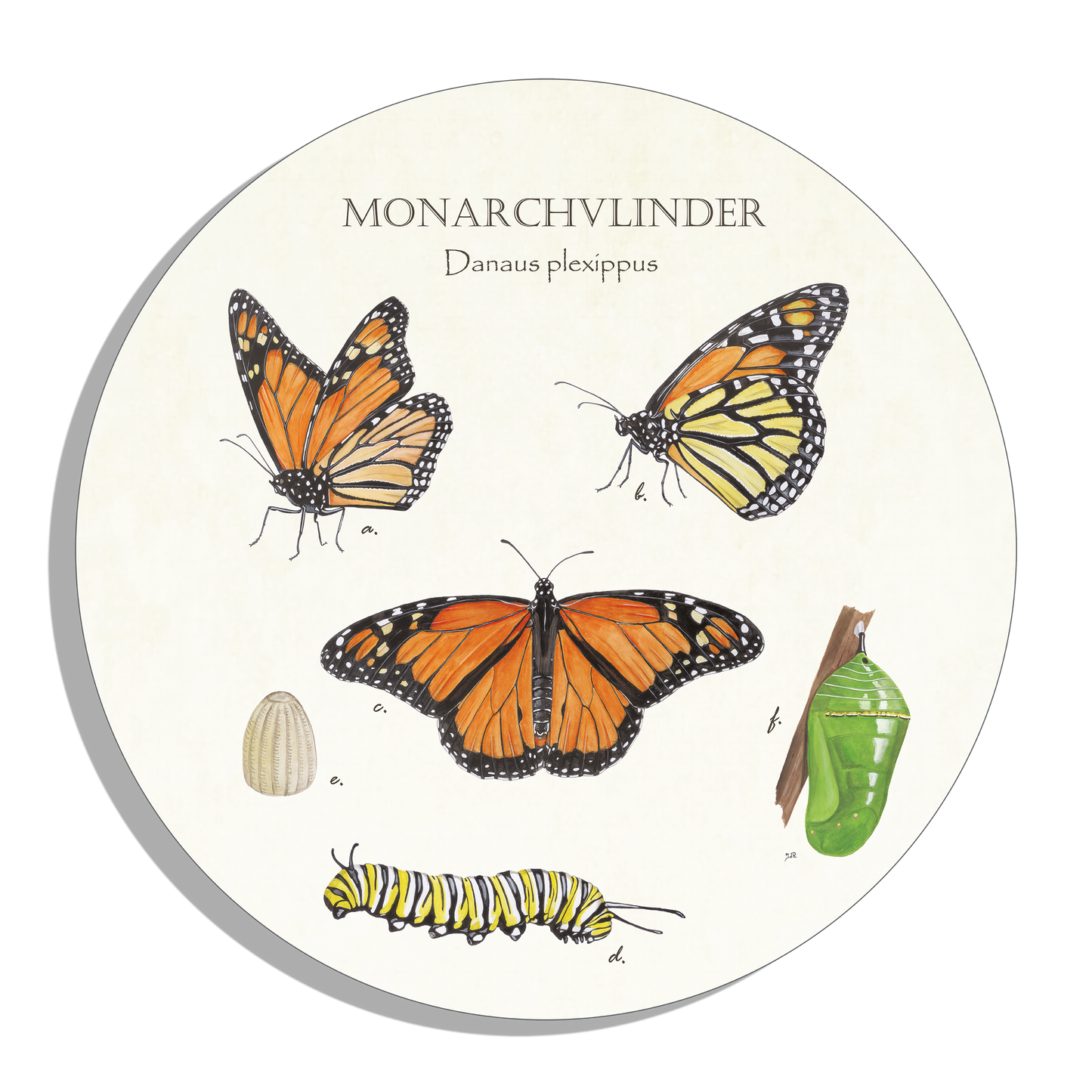 Muurcirkel "Monarchvlinder, het leven van"