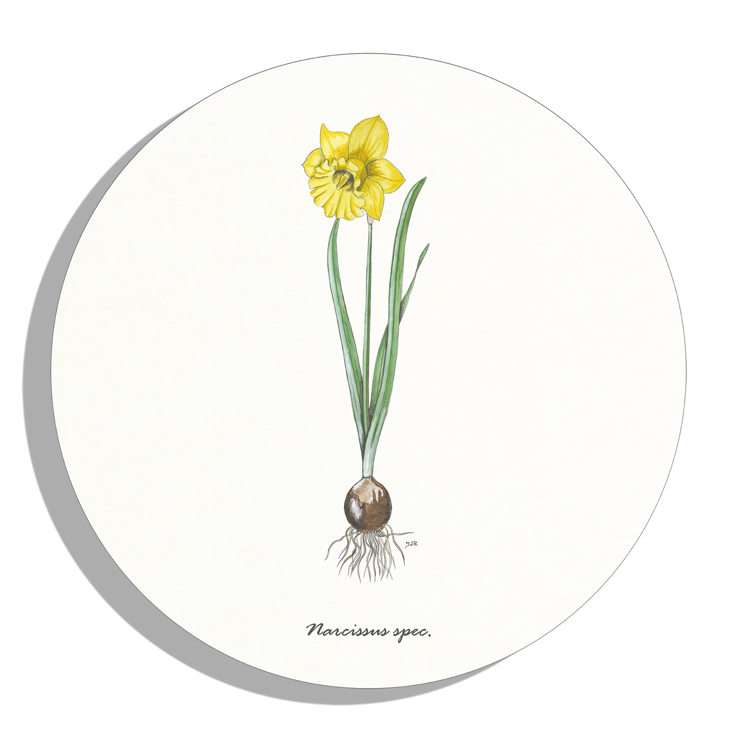 Muurcirkel "Narcis"
