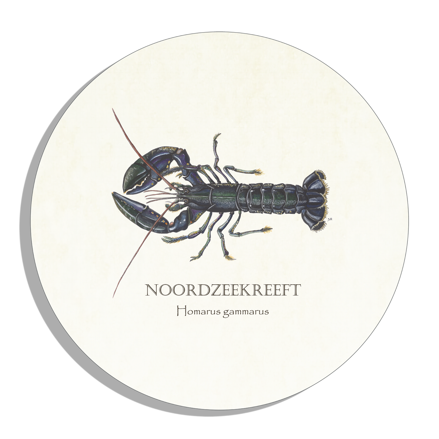 Muurcirkel "Noordzeekreeft"