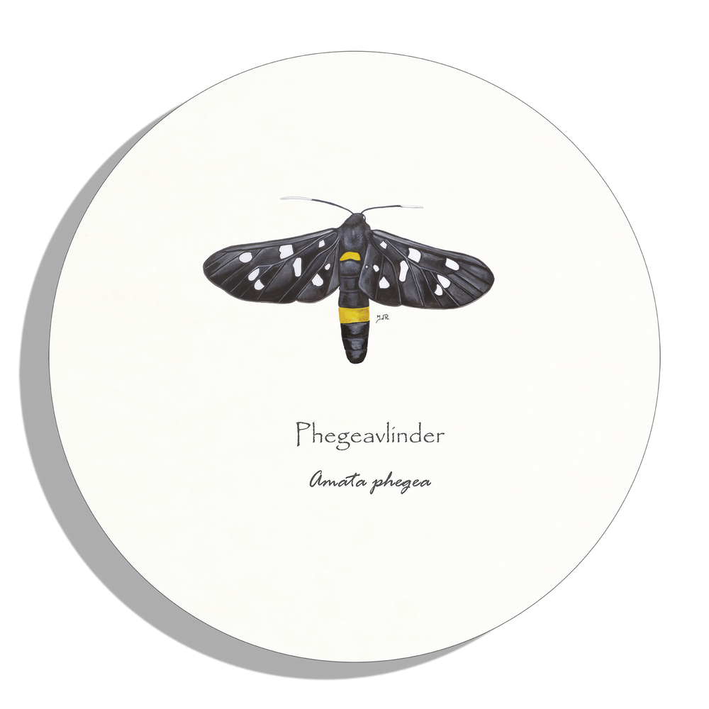 Muurcirkel "Phegeavlinder"