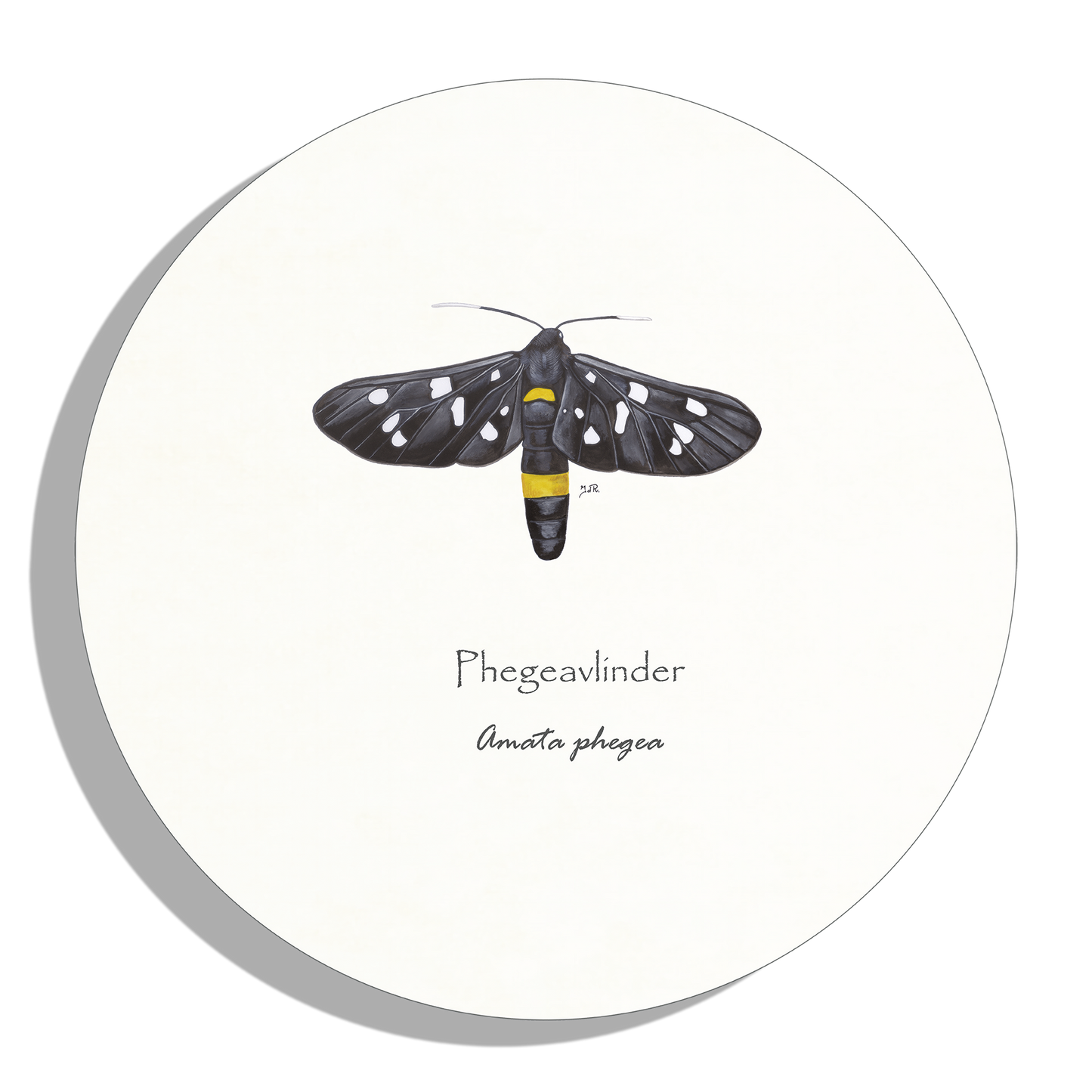 Muurcirkel "Phegeavlinder"