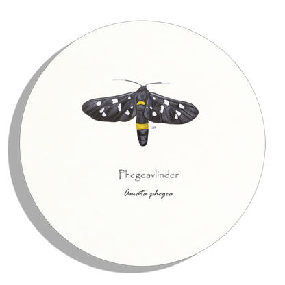 Muurcirkel "Phegeavlinder"