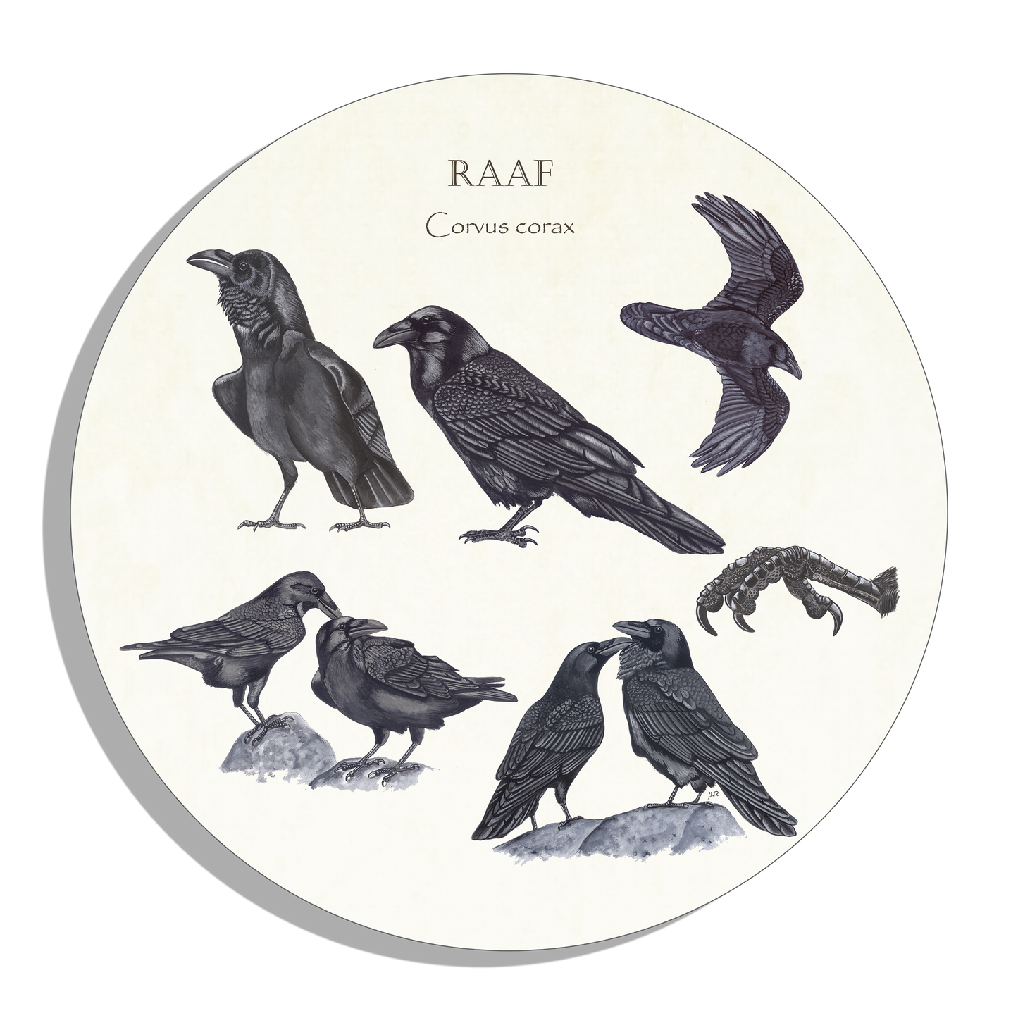 Muurcirkel "Raaf, het leven van"