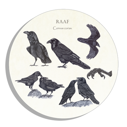 Muurcirkel "Raaf, het leven van"