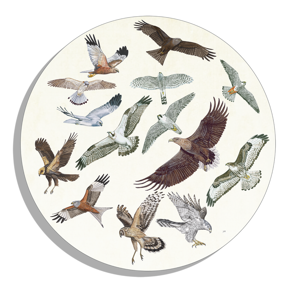 Muurcirkel "Roofvogels in vlucht"