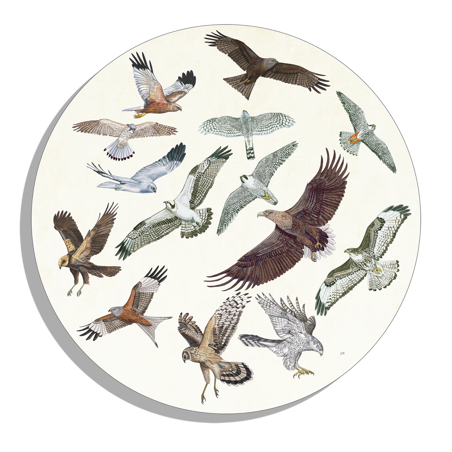 Muurcirkel "Roofvogels in vlucht"