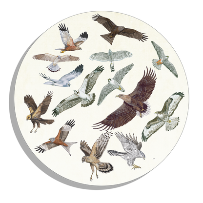 Muurcirkel "Roofvogels in vlucht"