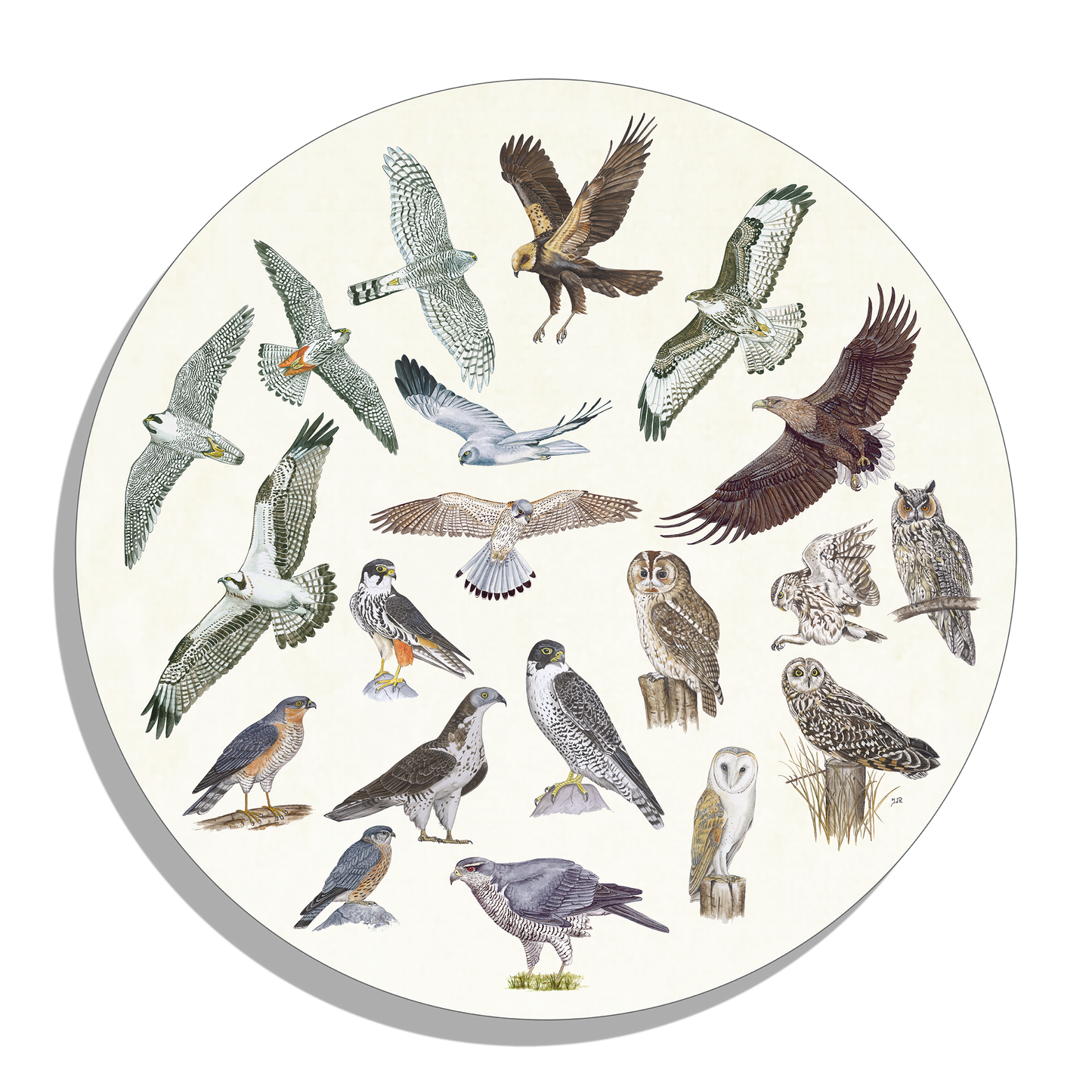 Muurcirkel "Roofvogels en uilen"