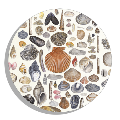 Muurcirkel "Shells"