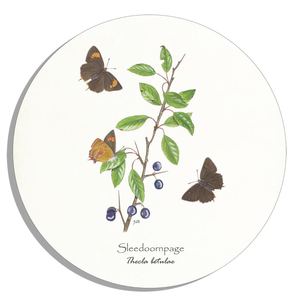 Muurcirkel "Sleedoornpage"