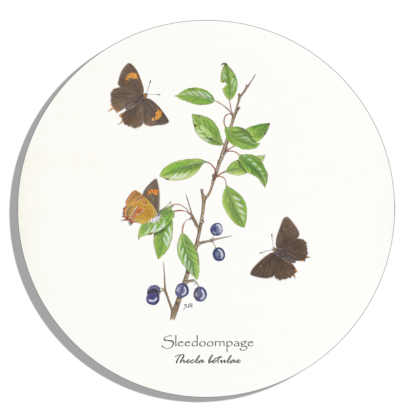 Muurcirkel "Sleedoornpage"