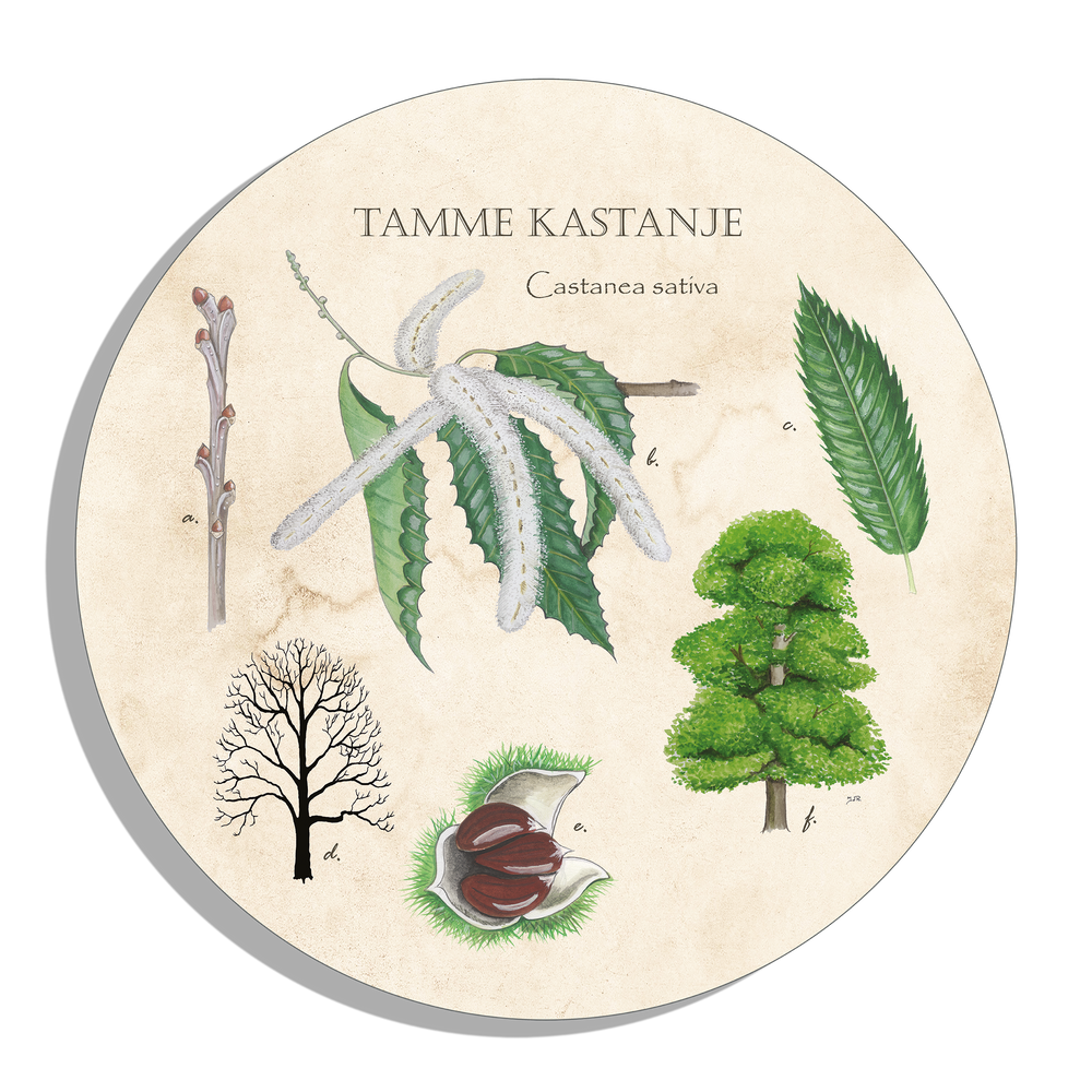 Muurcirkel "Tamme kastanje, het leven van"
