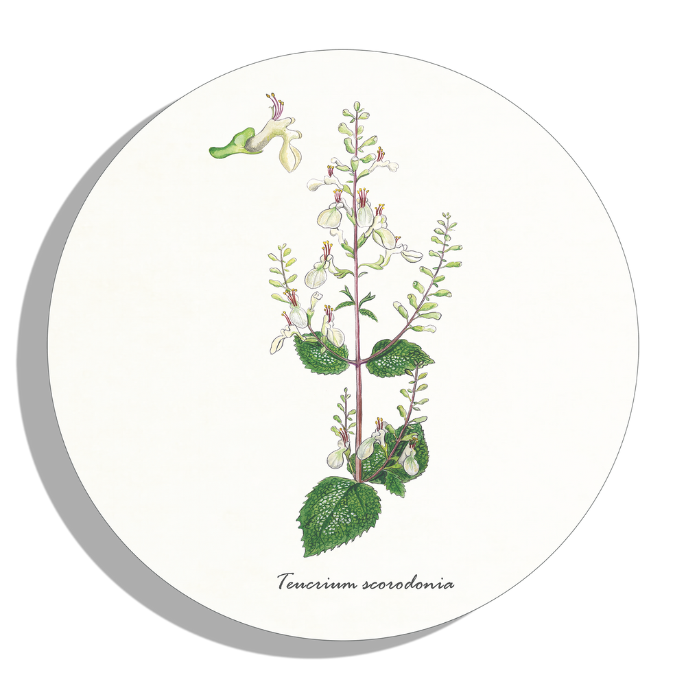 Muurcirkel "Valse salie"