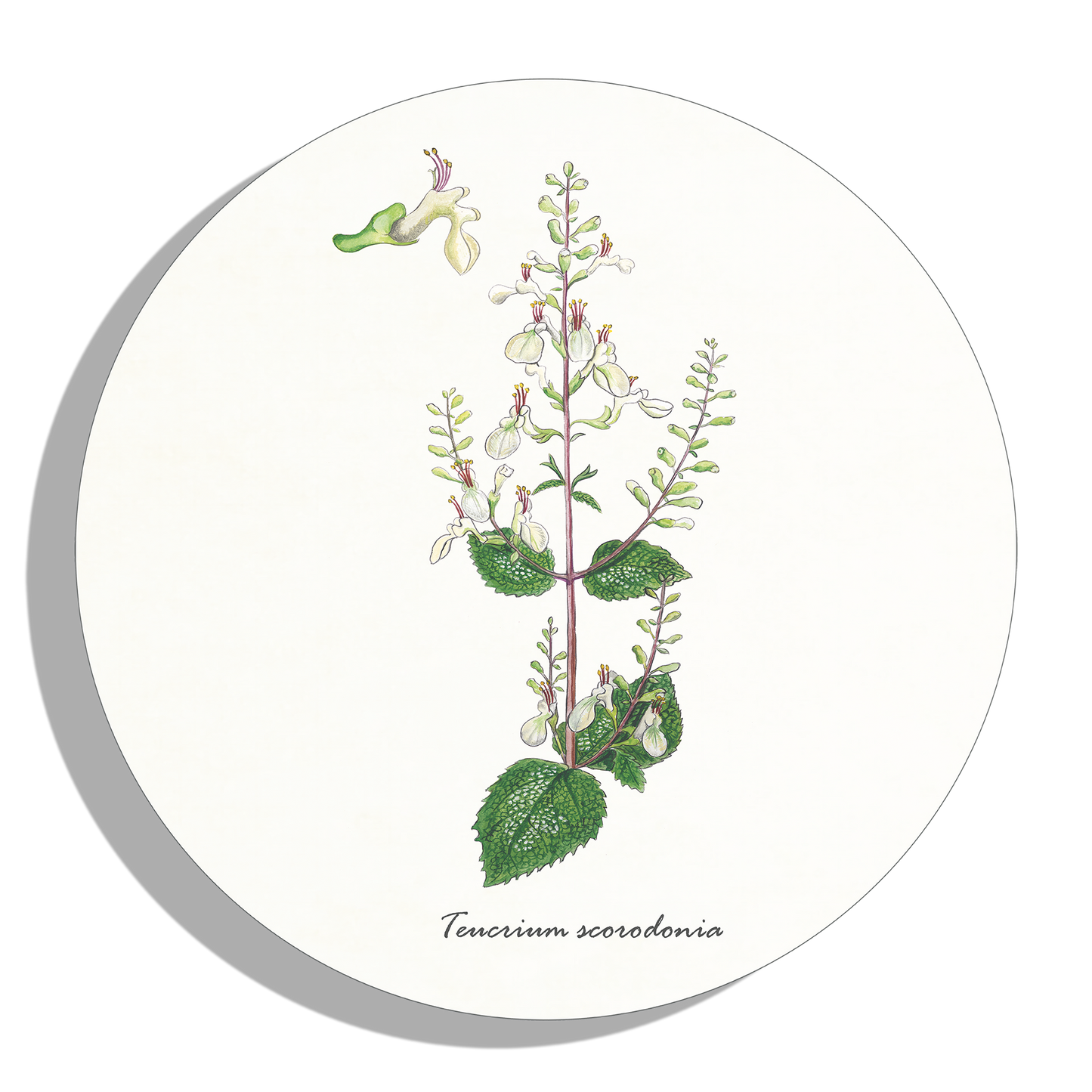 Muurcirkel "Valse salie"