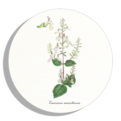 Muurcirkel "Valse salie"