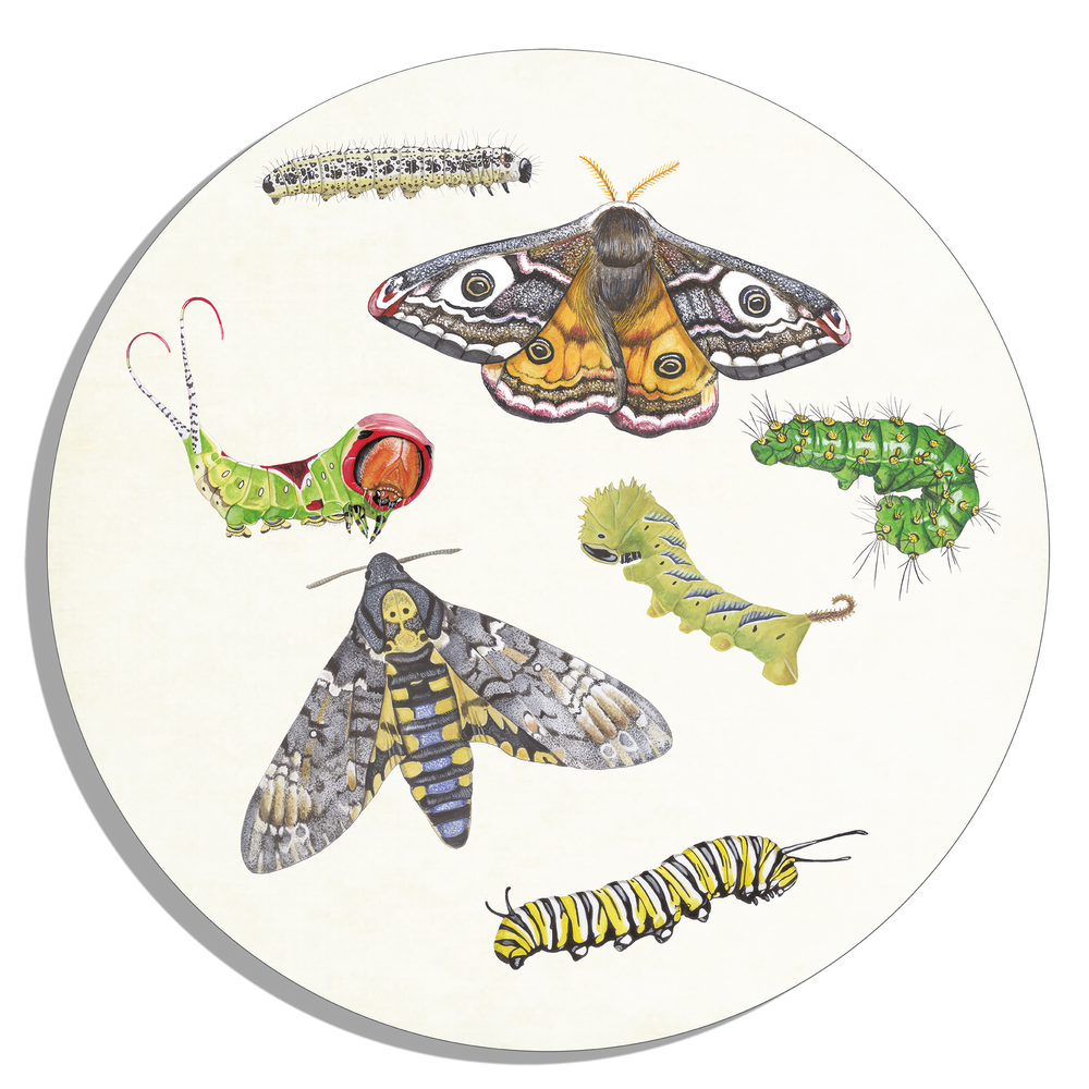 Tuinposter Cirkel "Vlinders en rupsen"