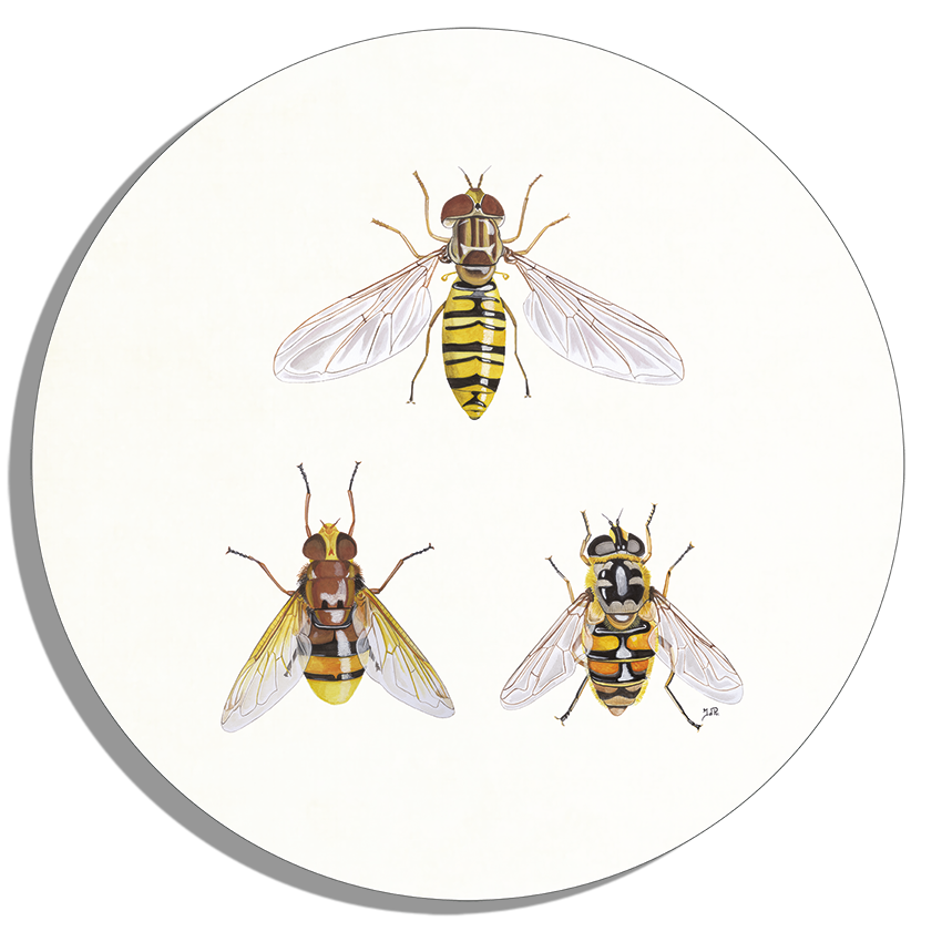 Tuinposter Cirkel "Zweefvliegen"