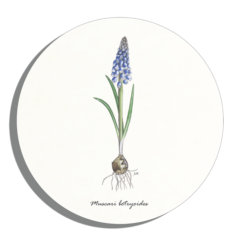 Muurcirkel "Blauwe druif"