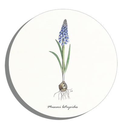 Muurcirkel "Blauwe druif"