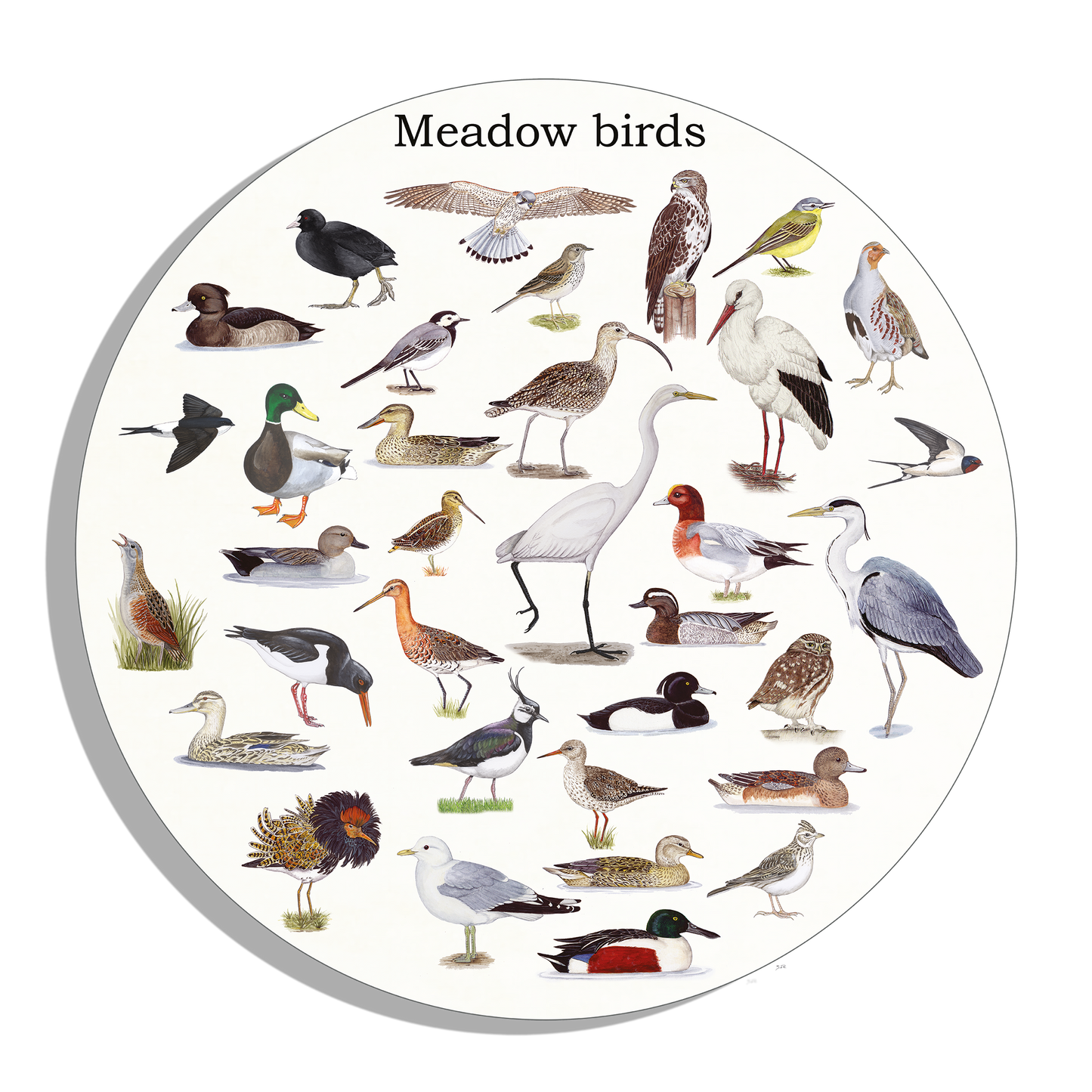 Muurcirkel "Meadow birds"