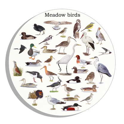 Muurcirkel "Meadow birds"