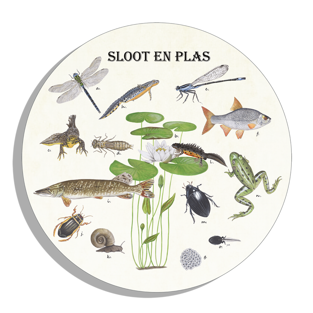 Muurcirkel "Sloot en plas"