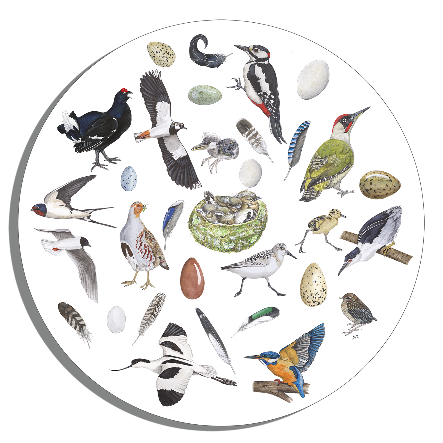 Muurcirkel "Vogels, het leven van"