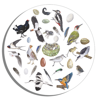 Muurcirkel "Vogels, het leven van"