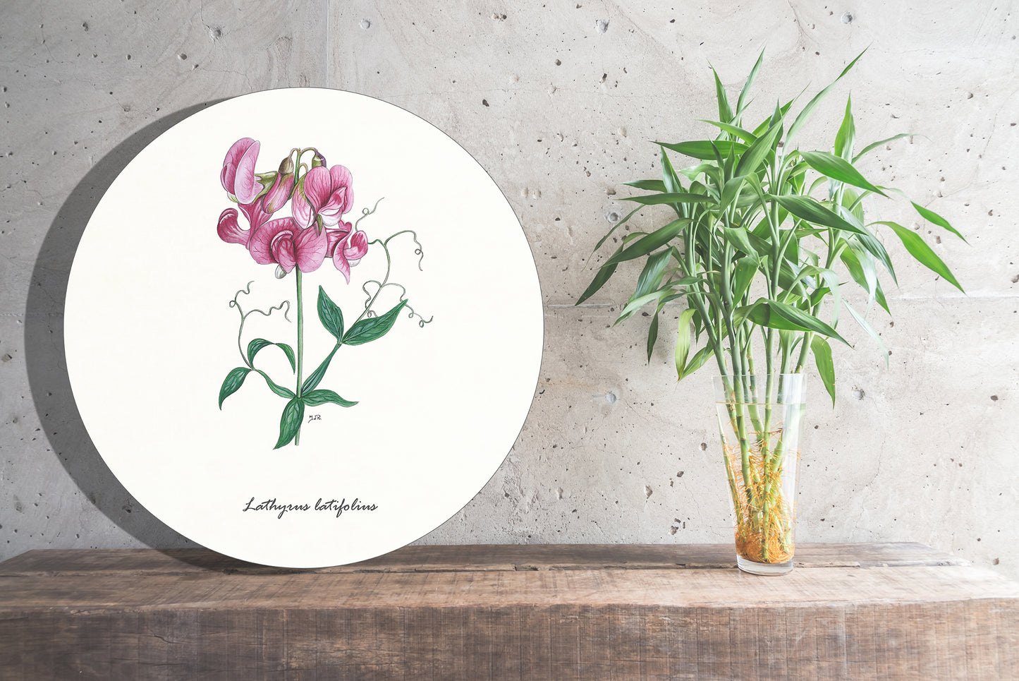 Muurcirkel "Brede lathyrus"