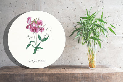 Muurcirkel "Brede lathyrus"