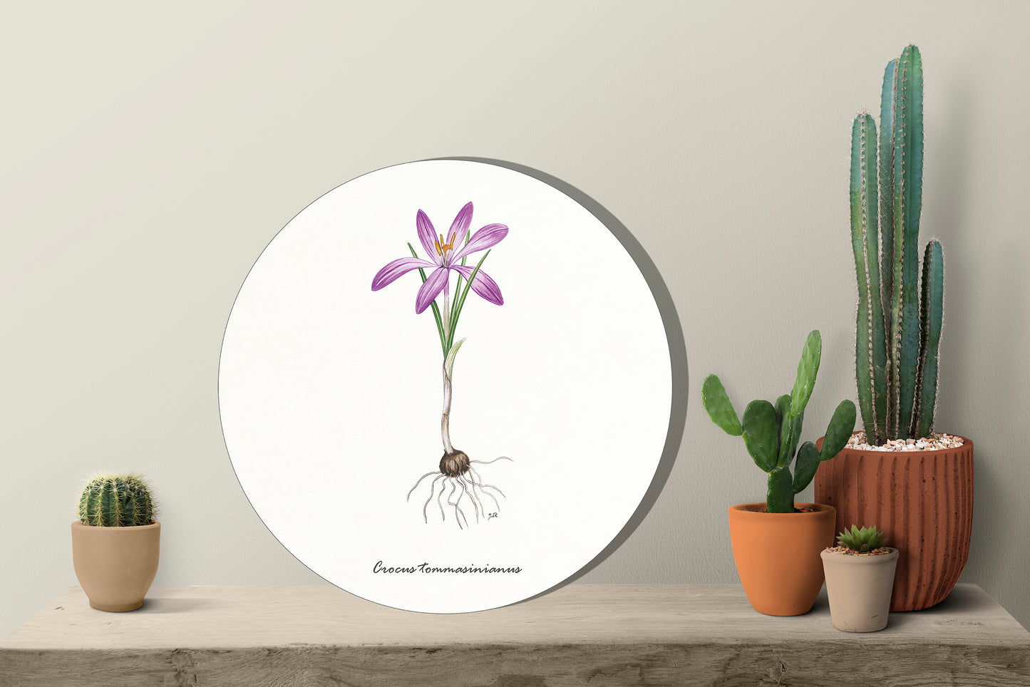 Muurcirkel "Boerenkrokus"