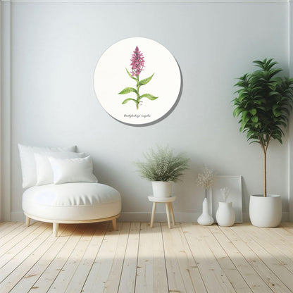 Muurcirkel "Brede orchis"